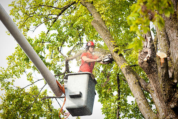 Best Arborist Services Near Me  in North Star, DE